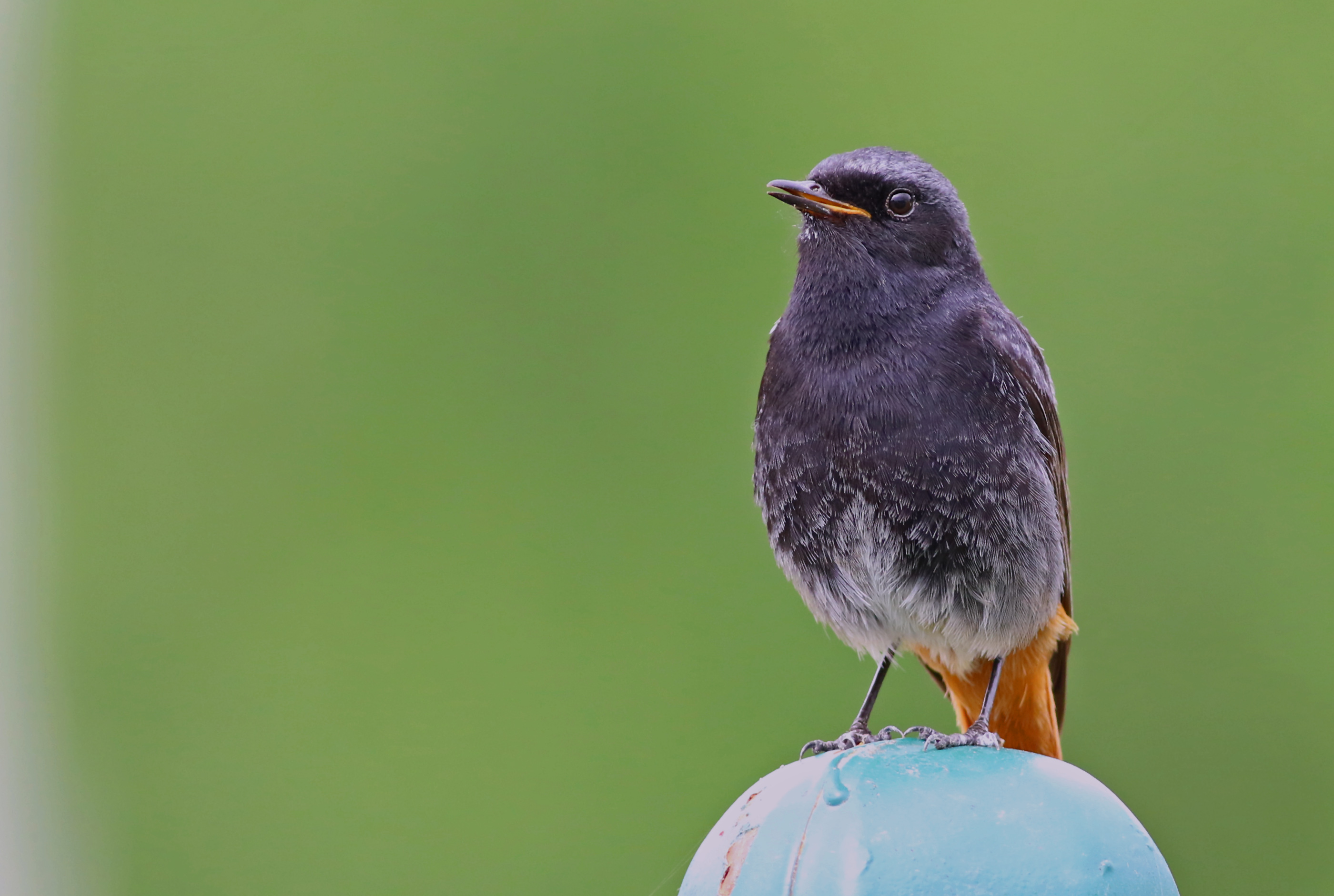 Black Redstart